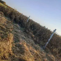 اجاره زمین کشاورزی به متراژ 3500 متر در سوگولی تپه