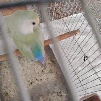 طوطی برزیلی رنگ خاص ماده|پرنده|ملارد, |دیوار