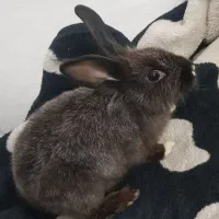 خرگوش خونگی نژاد لوپو|موش و خرگوش|قم, شهید صیاد شیرازی|دیوار