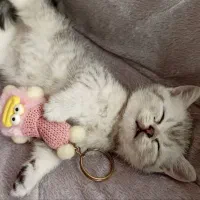 پسر بریتیش چینچیلا سیلور