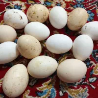 تخم مرغ محلی و تخم بوقلمون|خوردنی و آشامیدنی|دزفول, |دیوار