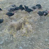 فروشی دونه ای|حیوانات مزرعه|سیلاخور, |دیوار