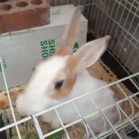 خرگوش|موش و خرگوش|تهران, اسفندیاری|دیوار