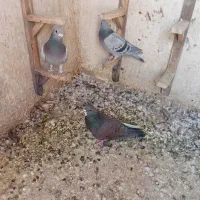 کفترپلاکی|پرنده|شیراز, جوادیه|دیوار