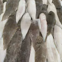 ماهی جنوب