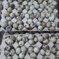 تخم بلدرچین نتقه دار