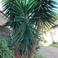 گل یوکا، سیکاس|گل و گیاه طبیعی|لولمان, |دیوار