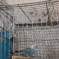 مرغ عشق
