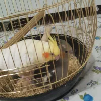 جوجه عروس هلندی|پرنده|اندیشه, اندیشه فاز ۴|دیوار