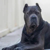 سگ های درشت اندام، سگ فوق حرفه ای،سگ نگحبان|سگ|شهریار, شهریار|دیوار