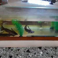 ماهی گوشت خوار معاوضه بامرغ خروس وعروس هلندی|ماهی|زارچ, |دیوار