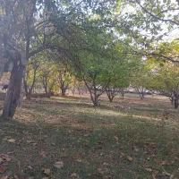 یک هکدار باغ گردو|فروش دفتر صنعتی، کشاورزی، تجاری|سراب, |دیوار