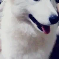 نژاد سگ ساموعید خالص