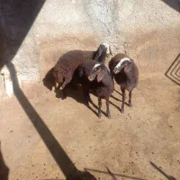 بره ماده افشاری داشتی