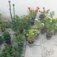 عروسک سبزها