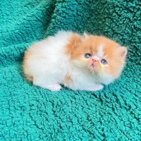 دنیای زیبای پرشین های شجره دار|گربه|شیراز, ارم|دیوار