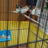 فنچ بنگالی|پرنده|تهران, وحیدیه|دیوار