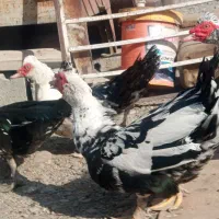 اردک نر اسرایلی با غاز