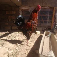 خروس گلین جوان خوش استایل