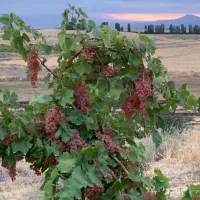 فروش نهال انگور قرمز