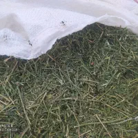 یونجه|خدمات باغبانی و درختکاری|خورموج, |دیوار