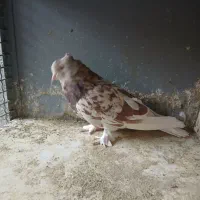 کفترای عالی و زیبا قبمت مقطوع|پرنده|ری, سرتخت|دیوار