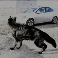 توله ژرمن بلک شولاین موبلند