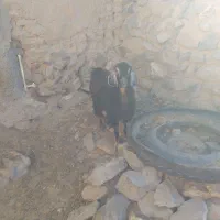 بزغاله ماده