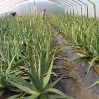 اجرای انواع گلخانه|عمده‌فروشی|شیراز, فرهنگ شهر|دیوار