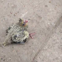 جوجه عروس هلندی