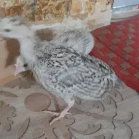 جوجه بوقلمون