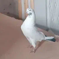 من غریب گیر نیستم جوجه داره کله دم سیاه