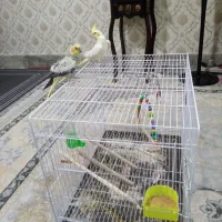 عروس هلندی|پرنده|مشهد, موسوی قوچانی|دیوار