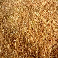 برنج قهوه ای هاشمی درجه یک