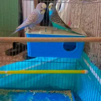 ۴تا مرغ عشق