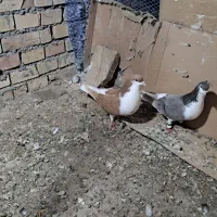 سده|پرنده|سبزوار, پیروزی|دیوار