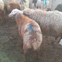 گوسفند بره دار