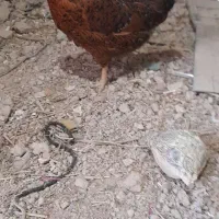 مرغ وخروس گلین اصل|حیوانات مزرعه|وحیدیه, |دیوار