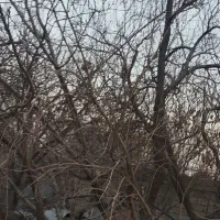 هرس تخصصی خدمات باغبانی سمپاشی کرج و تهران