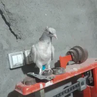 یک جفت هفت رنگ دم سفید جوجه یه آقال|پرنده|کاشمر, |دیوار