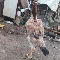 مرغ اوشامو|حیوانات مزرعه|دلند, |دیوار