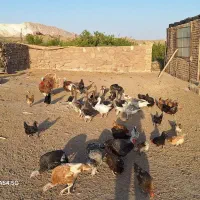 تعدادی غاز وبوقلمون|حیوانات مزرعه|قم, نیروگاه|دیوار