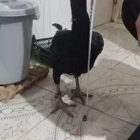 مرغ لاری|حیوانات مزرعه|نگین شهر, |دیوار