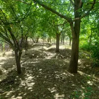 فروش-یا-معاوضه-باغ-انواع-درخت-میوه-در-آستانه