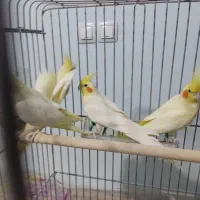 عروس هلندی|پرنده|شیراز, احمدآباد|دیوار