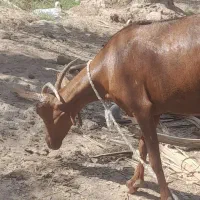 بز مورسیاه ابستن