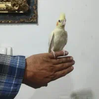 عروس هلندی دستی
