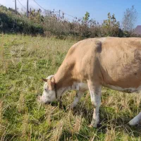 گاو سیمینتال شکم دار لیشه|حیوانات مزرعه|کیاشهر, |دیوار