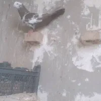 کبوتر|پرنده|باوی, |دیوار