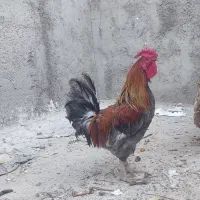 خروس ۴۰ تاج محلی
